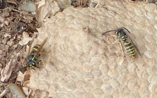 Vespula vulgaris
